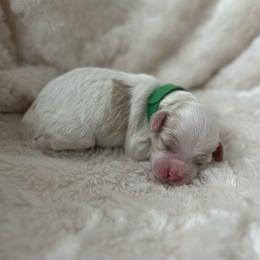 Romeo - Red and white male Cockapoo puppy in Advance, North Carolina from Rome & Reign Farm