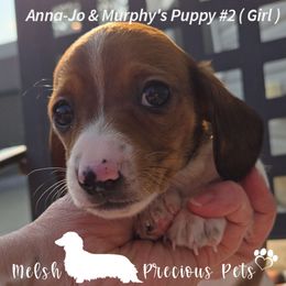 Girl 2 - Piebald female Dachshund puppy in Anamosa, Iowa from Melsh Precious Pets