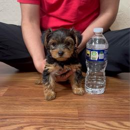 Boy 1 - Black and tan male Yorkshire Terrier puppy in Brackenridge, Pennsylvania from Russell Puppies
