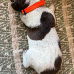 Bronco - Black roan male German Shorthaired Pointer puppy in San Tan Valley, Arizona from Upland Valley Kennels