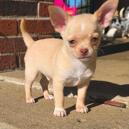 Dolce - Fawn male Chihuahua puppy in Amity, Pennsylvania from Baxters Chihuahuas