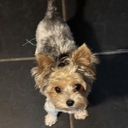 Victoria - Yorkshire Terrier