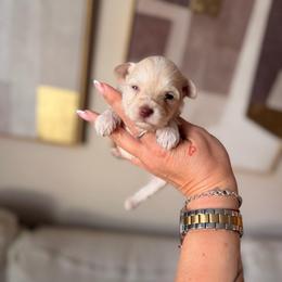 Pearl - Wheaten female Miniature Schnauzer puppy in Orange City, Florida from Xaysha’s Miniature Schnauzers