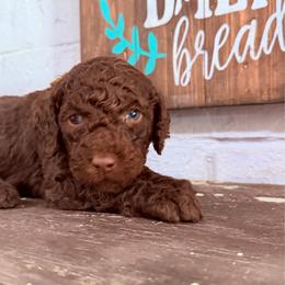 Aston - Chocolate male Goldendoodle puppy in Arlington, Texas from Chambers Doodle Patch