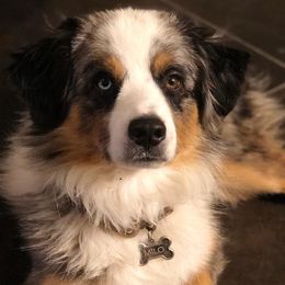 Aussiedoodles and Miniature Australian Shepherds from K-H Cross Mini Aussies