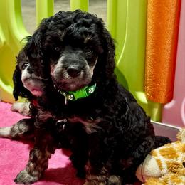 Mint - Phantom male Poodle puppy in Simms, Texas from Donna’s Aussies & Pink Heart Poodles
