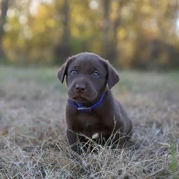 Male 3 - Chocolate male Labrador Retriever puppy in Sherrard, Illinois from Gochee Labs