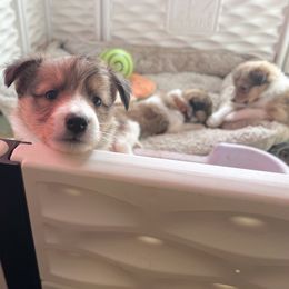 Collie and Companion Cross Puppies from Oasis Companion Canines