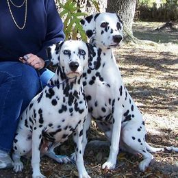 Dalmatians from Starchart Dalmatians
