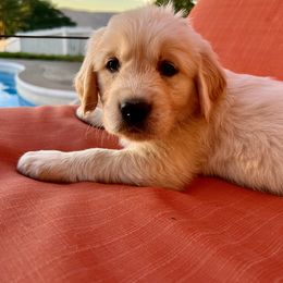 Balou (Lou) - Light golden Golden Retriever puppy in Lewiston, Idaho from Twin River Goldens