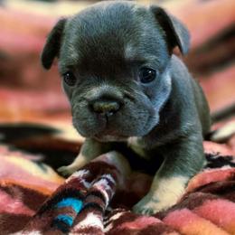 June - Blue female French Bulldog puppy in Waitts Lake, Washington from Best Friend standard Frenchies