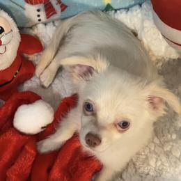 Boo - Cream and white male Chihuahua puppy in Hillsboro, Texas from Pikanoo Pups
