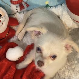 Boo - Cream and white male Chihuahua puppy in Hillsboro, Texas from Pikanoo Pups