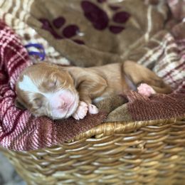 Joy - Red  female Goldendoodle puppy in Wharton, Texas from Little Fur Friends
