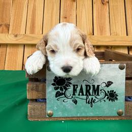 Michael - Red and white male Cockapoo puppy in Holton, Indiana from MoonShine Babies