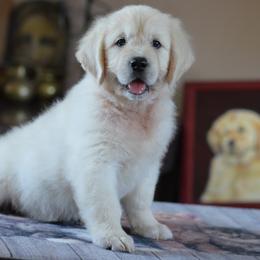 Golden Retriever Puppies from OC Goldens