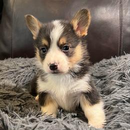 EKM-1 - Black and tan male Pembroke Welsh Corgi puppy in Stockton, Iowa from Infinity Corgis