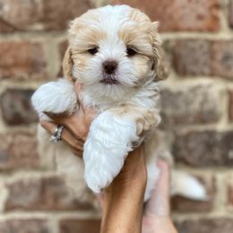 Dusty - Liver and white male Shihpoo puppy in Cumming, Georgia from Nell’s Doodle & Dolls