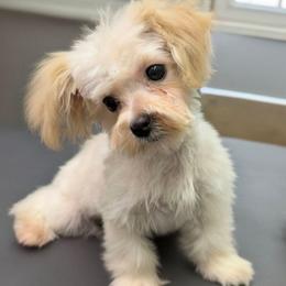 Auggie - Cream male Maltipoo puppy in Lebanon, Kentucky from Mosaic Merle Doodles