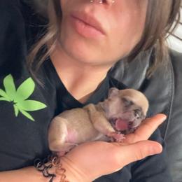 Spot - Fawn and white female French Bulldog puppy in Roanoke Rapids, North Carolina from Ferrell’s Frenchies