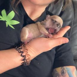 Spot - Fawn and white female French Bulldog puppy in Roanoke Rapids, North Carolina from Ferrell’s Frenchies
