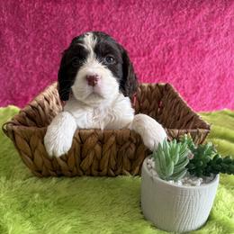 Mary - Liver and white female English Springer Spaniel puppy in North Carolina from Ebenezer Valley ESS