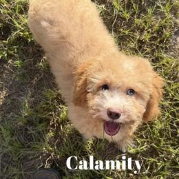 Calamity - Buff female Cockapoo puppy in Winnsboro, Texas from Happy Hollow Ranch