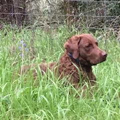 Chesapeake Bay Retriever All Grown Up from Wild Wood Chesapeakes