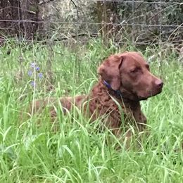 Chesapeake Bay Retriever All Grown Up from Wild Wood Chesapeakes