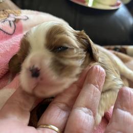 Rothschild - Blenheim male Cavalier King Charles Spaniel puppy in North Bay Village, Florida from Cynthia's Cavaliers