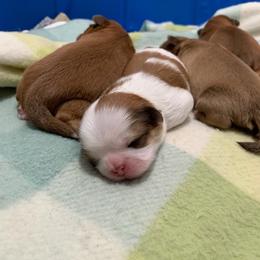 Girl 3 - Red and white female Shih Tzu puppy in Springfield, Missouri from Lopez Family Tails
