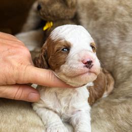 Betsy - Red  female Goldendoodle puppy in O'fallon, Missouri from Rockin R Doodles