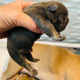 Boy 1 - French Bulldog puppy in Elyria, Ohio from NE Ohio Frenchies