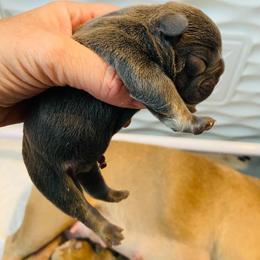 Boy 1 - French Bulldog puppy in Elyria, Ohio from NE Ohio Frenchies