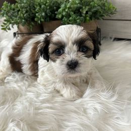 Bella - Shih Tzu puppy from Riley Family Kennel
