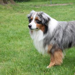 Miniature American Shepherd and Miniature Australian Shepherd All Grown Up from Impression Dogs