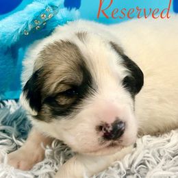 Red collar - White and badger male Great Pyrenees puppy in Fair Grove, Missouri from Allen Wags & Woolies