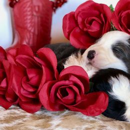 Border Collies from Monet's Border Collies