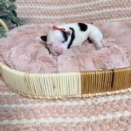 Opalite (Opal) - Parti female Miniature Schnauzer puppy in Bluffdale, Utah from Mountain Point Schnauzers
