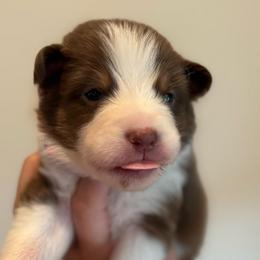 Red tri female pink collar - Red tri-color female Australian Shepherd puppy in Castle Rock, Washington from Zoolo Kennels