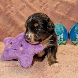 Patsy - Black tri female Toy Australian Shepherd puppy in Shepherd, Texas from GAMALA Farm & Kennels