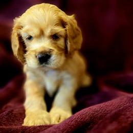 Rochelle - Buff female Cocker Spaniel puppy in Roanoke, West Virginia from Blackberry Farm Cockers