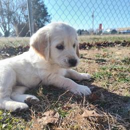 Lilly - Light golden female Golden Retriever puppy in Seymour, Missouri from High Road Golden Retrievers