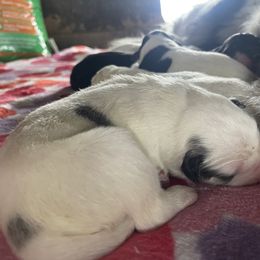 Bluey - Badger female Colorado Mountain Dog puppy in Colorado Springs, Colorado from Sharp Guardians and Goldens