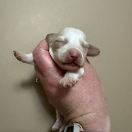 Tangelo - Piebald male Dachshund puppy in Knoxville, Tennessee from East TN Dachshunds