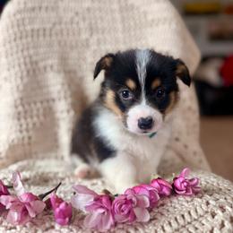 Light Blue Male - Black and tan male Pembroke Welsh Corgi puppy in La Porte City, Iowa from Cedar River Corgis