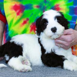 Teddy - Black and white male Portuguese Water Dog puppy in Beatrice, Nebraska from Success Portuguese Water Dogs