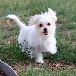 Yolanda - White female Mi-Ki puppy in Elizabeth, Colorado from Royal T Mi-Kis