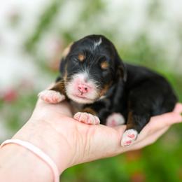 Mercedes - Tri-color female Bernedoodle puppy in Tucson, Arizona from Sun Valley Goldendoodles