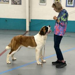 Saint Bernard Puppies from St Peter’s Gate Pups